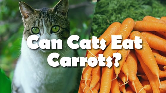FAQ Can Cats eat Carrots?