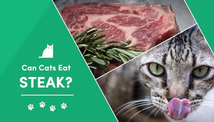 FAQ Can Cats eat Steak?
