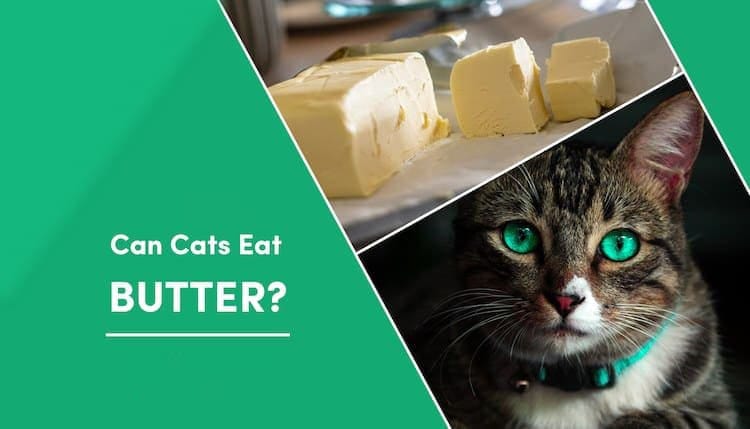 FAQ Can Cats eat Butter? Is It Safe and The Truth From Vet Reviewed Dietary Guidance