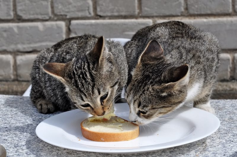 Can Cats Eat Natural Peanut Butter?