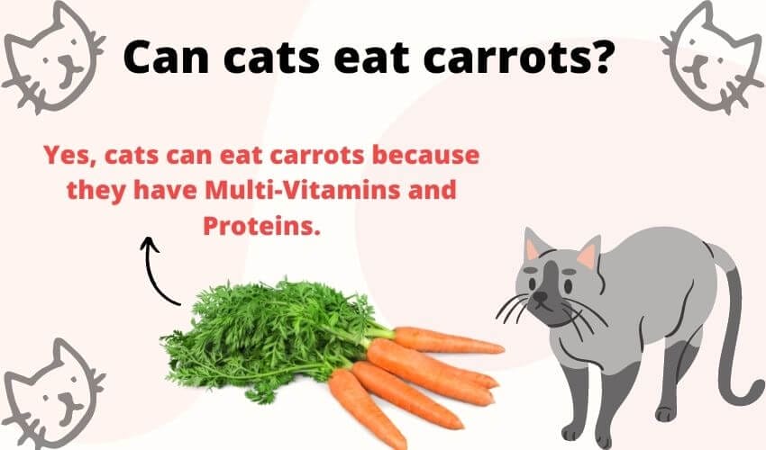 Can cats digest Carrots?