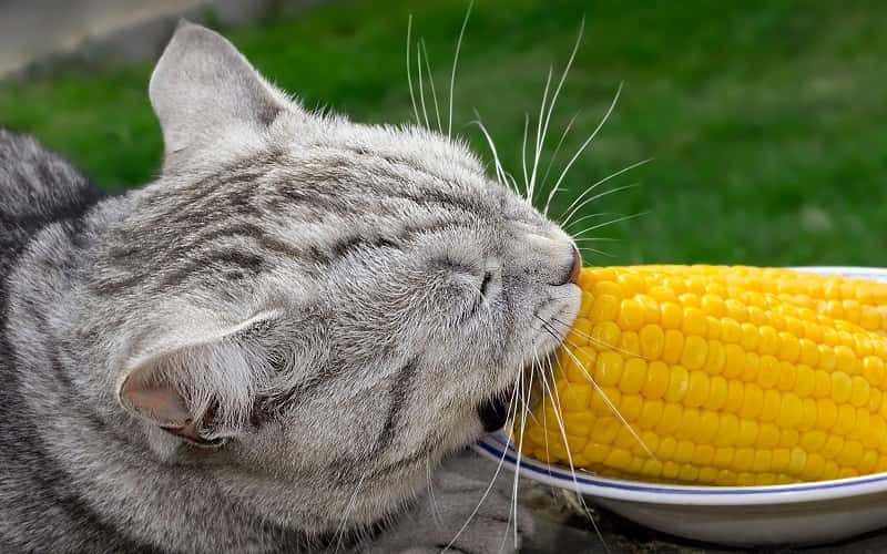 can-cats-eat-corn-top-11-amazing-facts-1