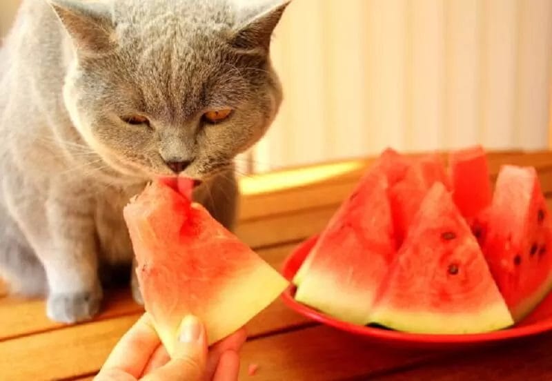 FAQ Can Cats Eat Watermelon?