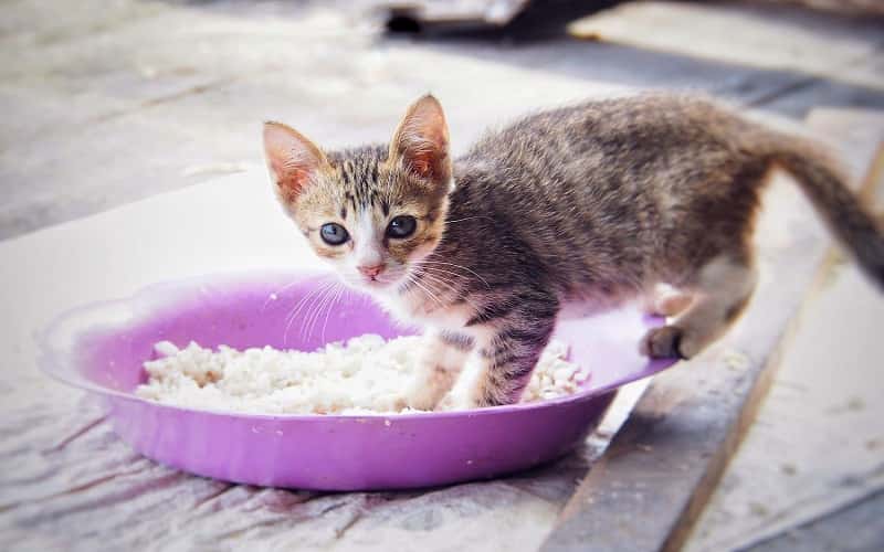 faq-can-cats-eat-rice-1