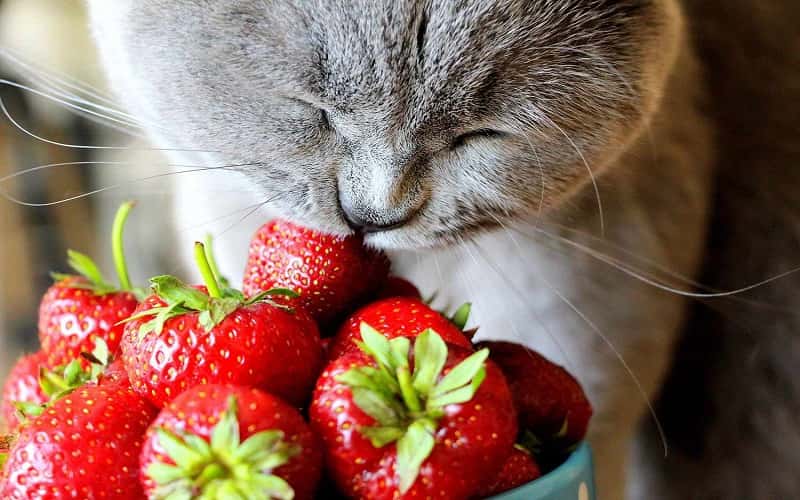 faq-can-cats-eat-strawberries-1