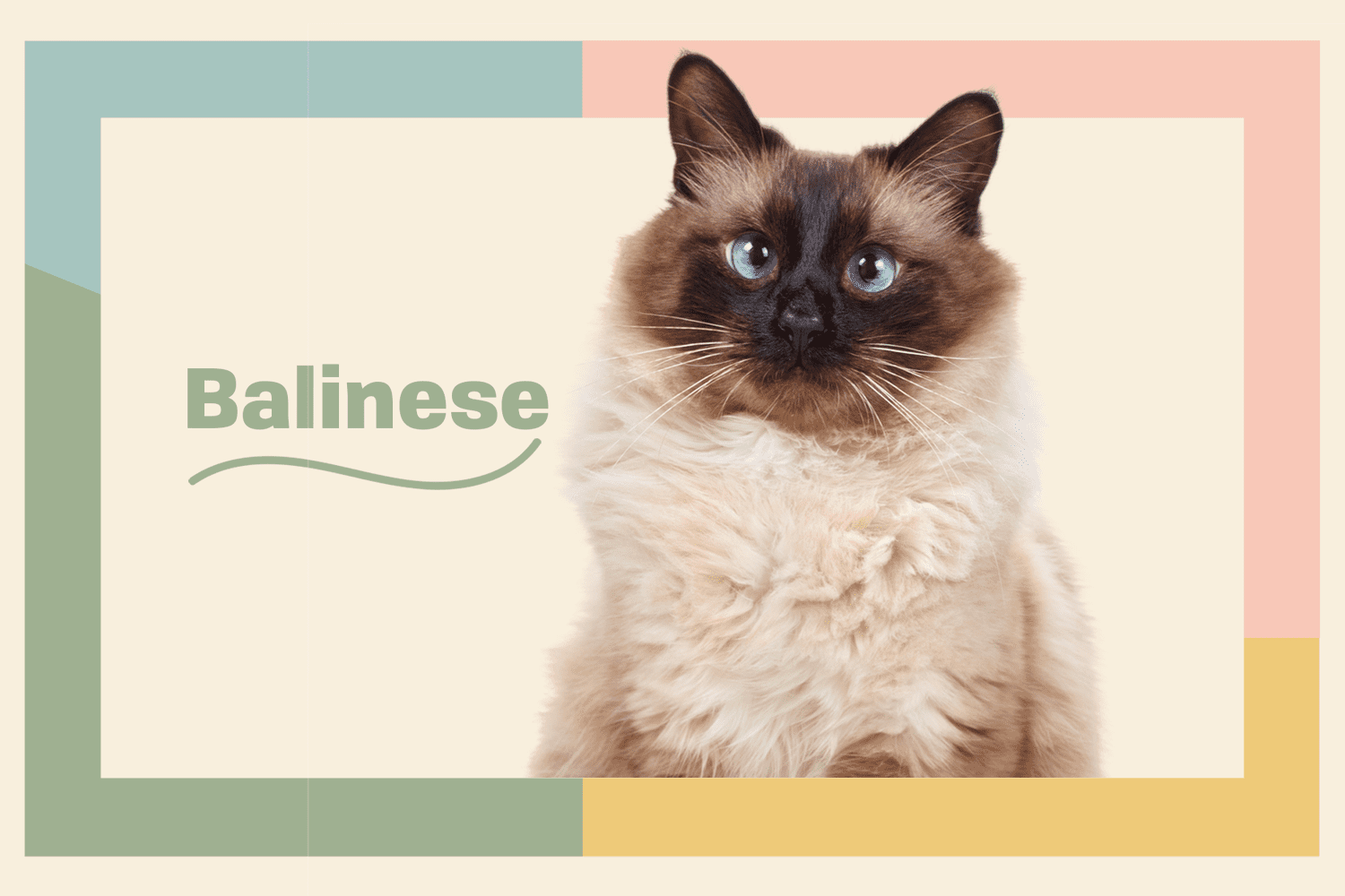 Unveiling the Balinese Cat Breeds: Elegance in Feline Form