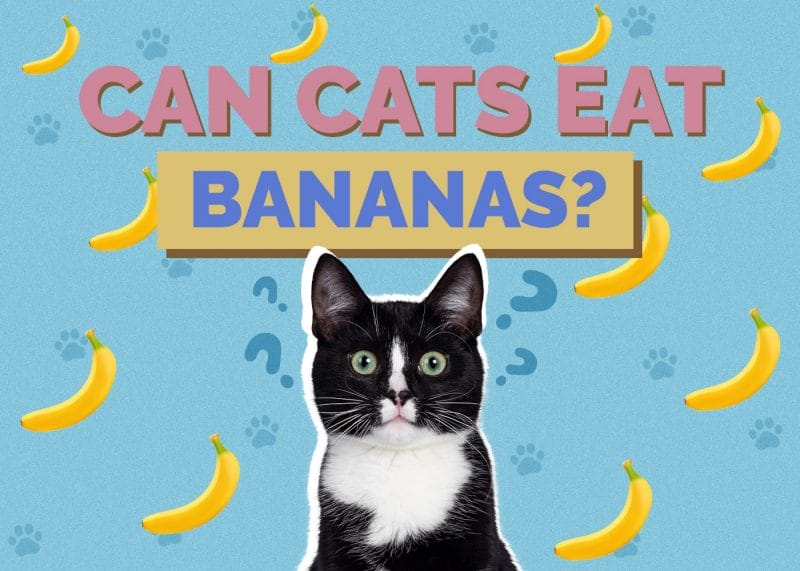 Can Cats Eat Bananas? A Veterinarian's Perspective on Feline Nutrition