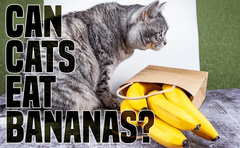 Benefits of Bananas to Cats