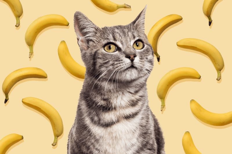 How Much Bananas Can Cats Eat?