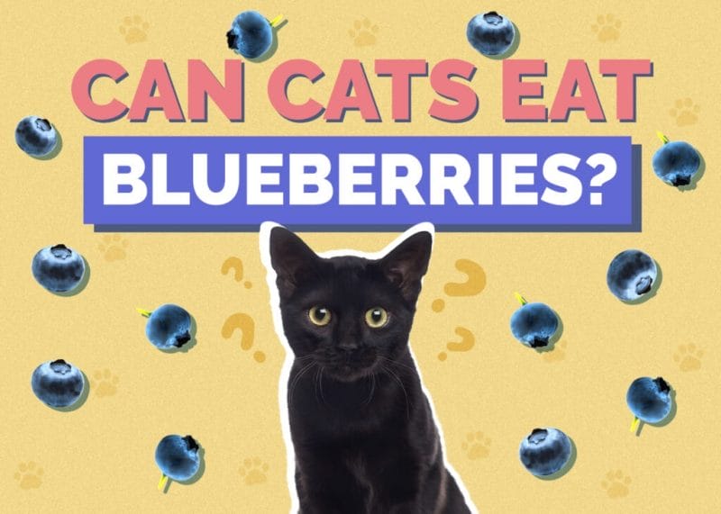 Can Cats Eat Blueberries? Top 4 Amazing Facts