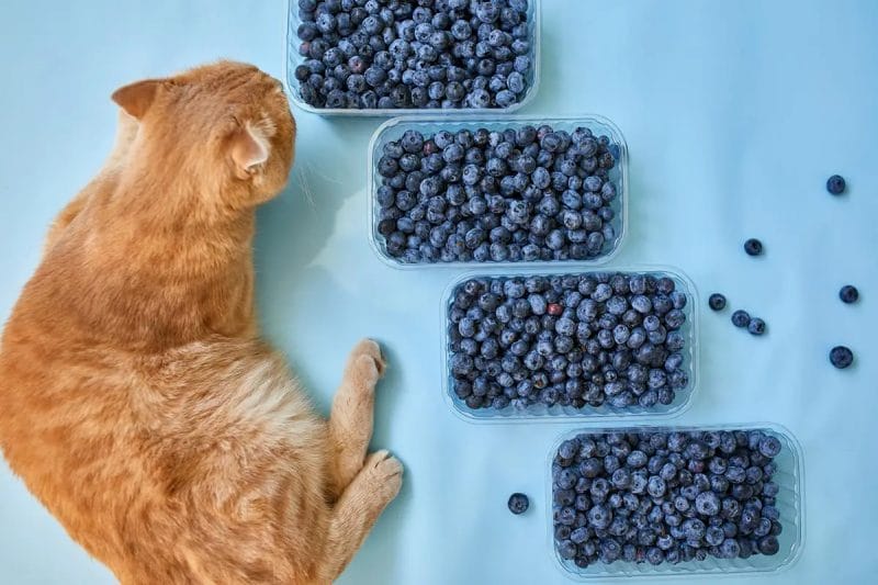 How Much Blueberries Can Cats Eat?