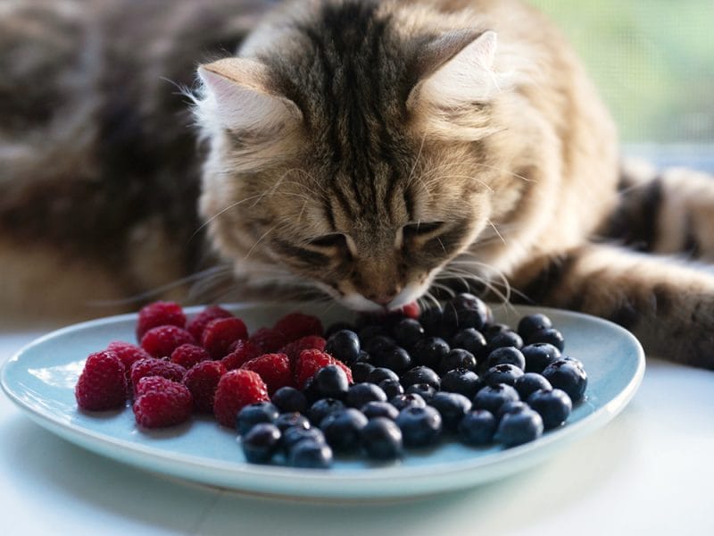 Benefits of Blueberries to Cats