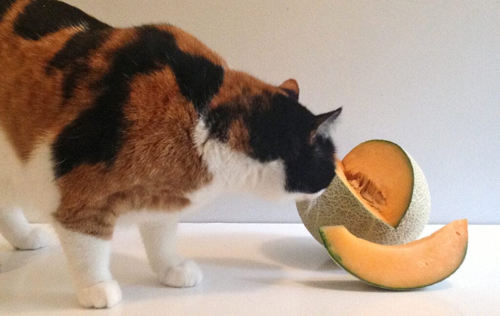 Is Cantaloupe Poisonous To Cats?