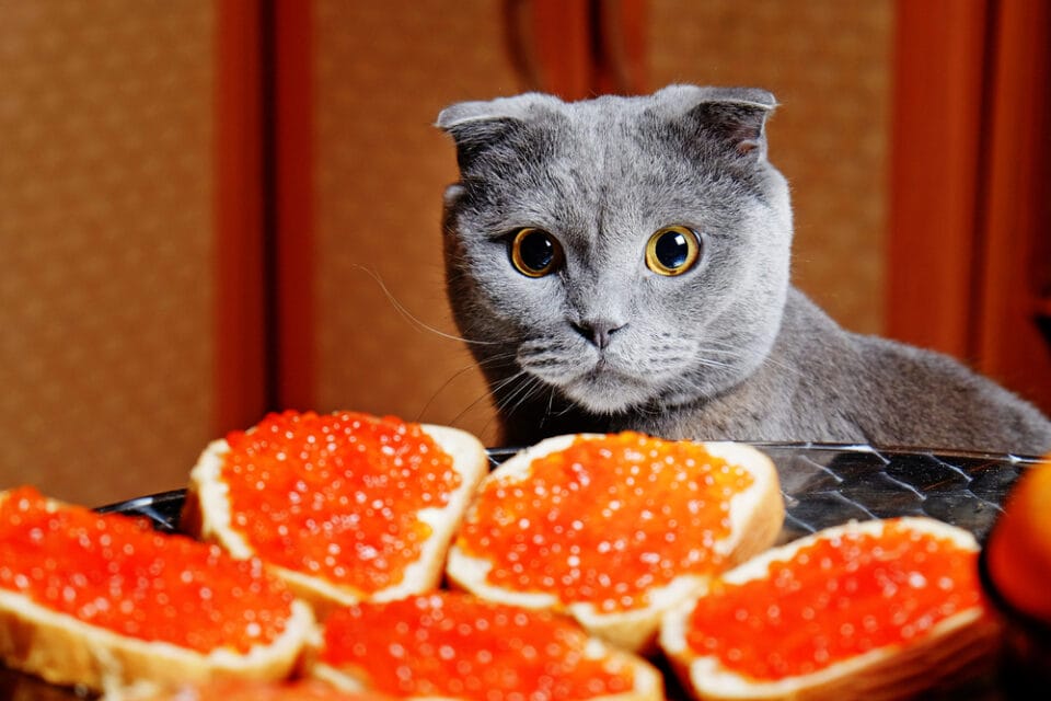 How Much Caviar Can Cats Eat?