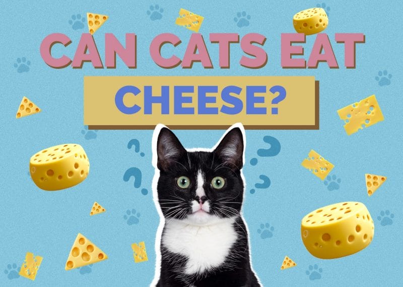 Can Cats Eat Cheese? A Veterinary Perspective on Feline Nutrition