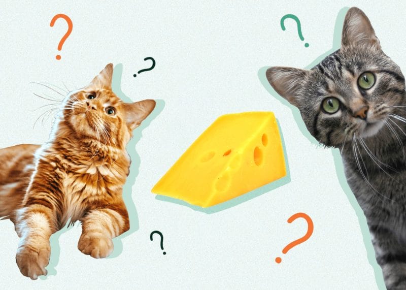 How Much Cheese Can Cats Eat?