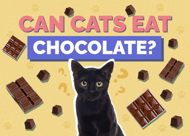 Can Cats Eat Chocolate? The Bitter Truth Why Chocolate is Toxic for Cats