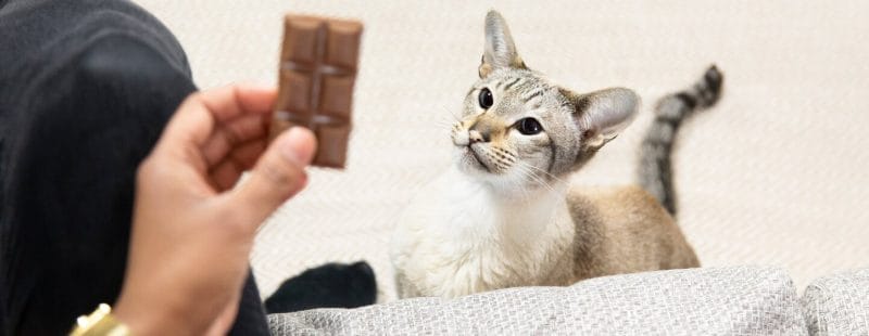 Benefits of Chocolate to Cats