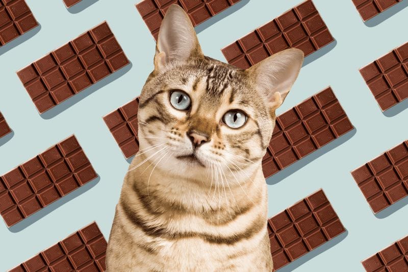 How Much Chocolate Can Cats Eat?