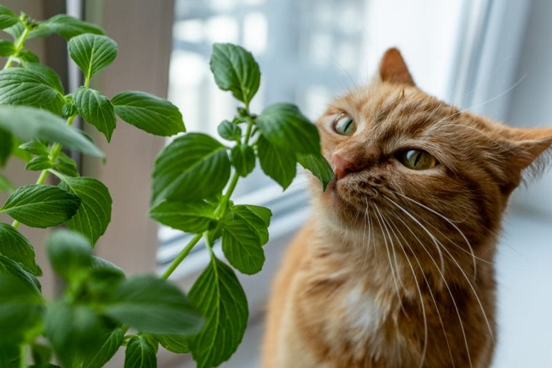 How Much Cilantro Can Cats Eat?