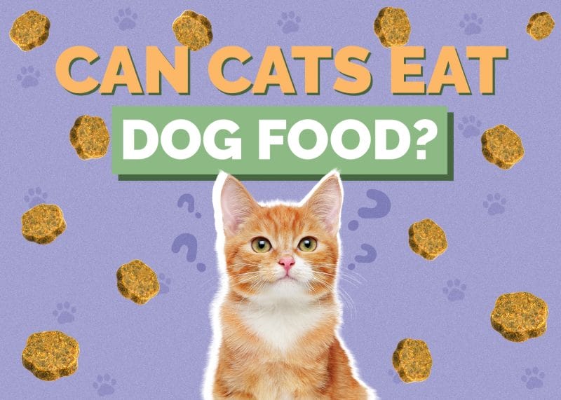 Can Cats Eat Dog Food? A Comprehensive Veterinary Guide