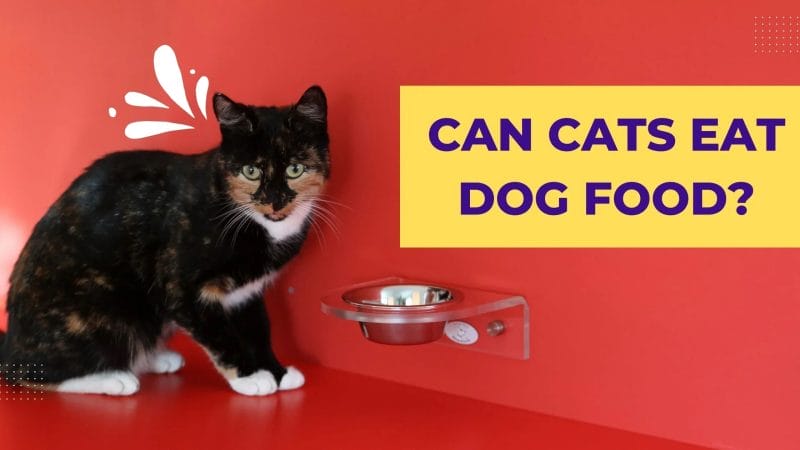 How Much Dog Food Can Cats Eat?
