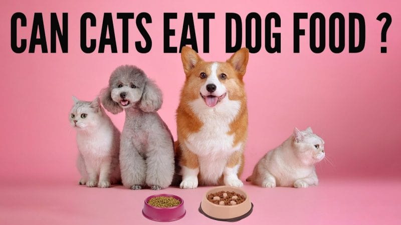 Benefits of Dog Food to Cats