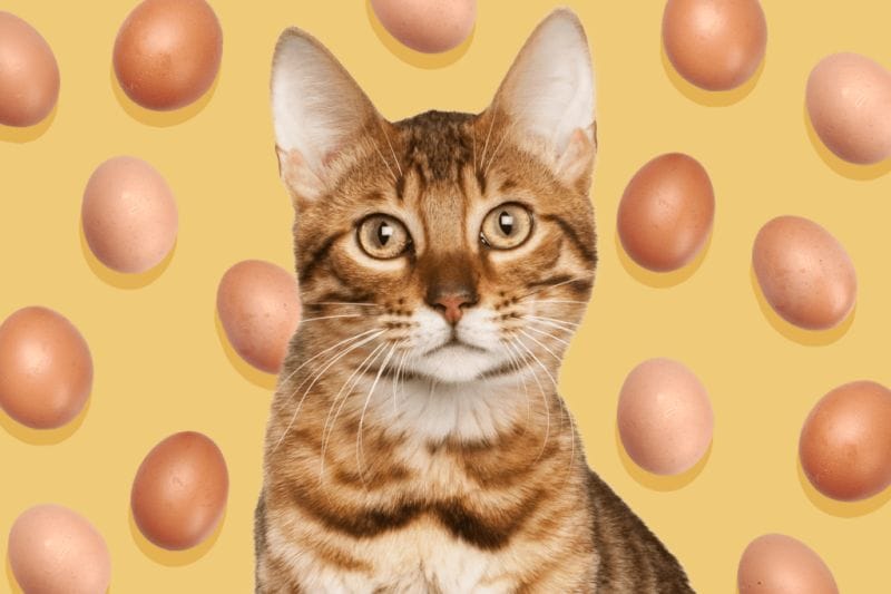 Benefits of Eggs to Cats