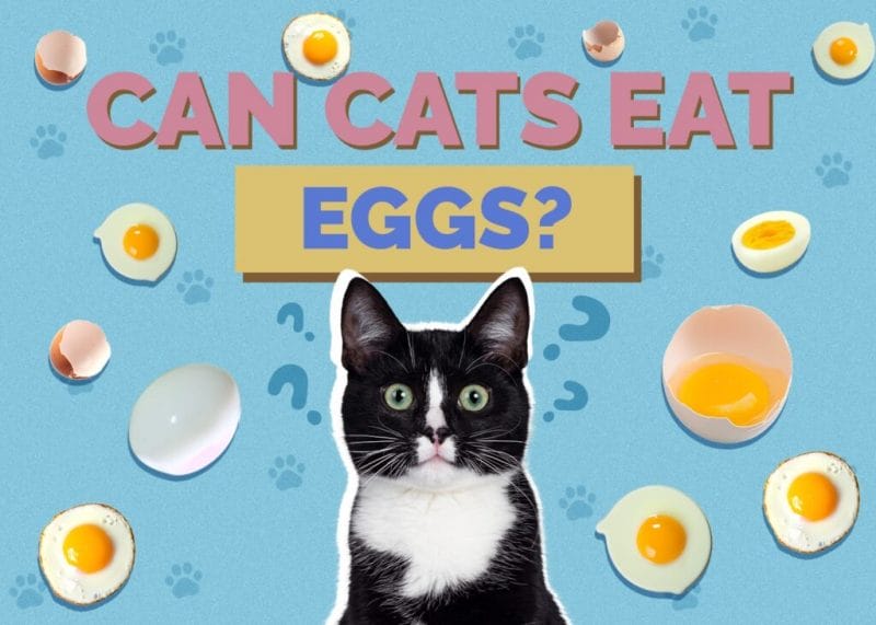 Can Cats Eat Eggs? A Comprehensive Guide to Feline Nutrition Regarding Eggs