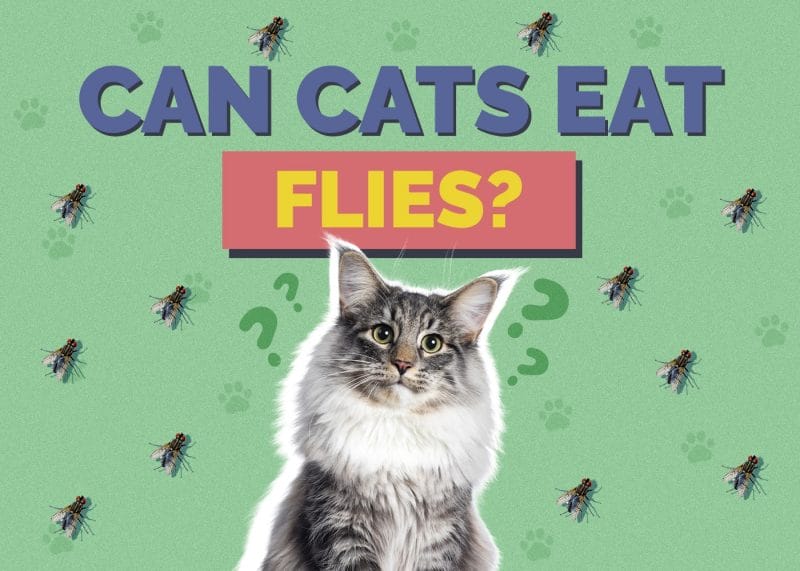 Can Cats Eat Flies? The Curious Feline Predicament