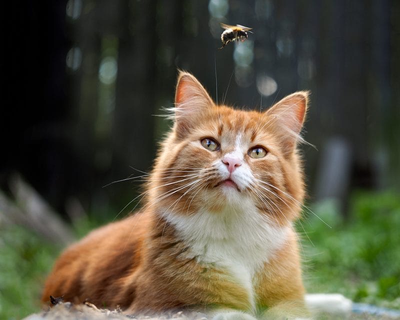 How Much Flies Can Cats Eat?