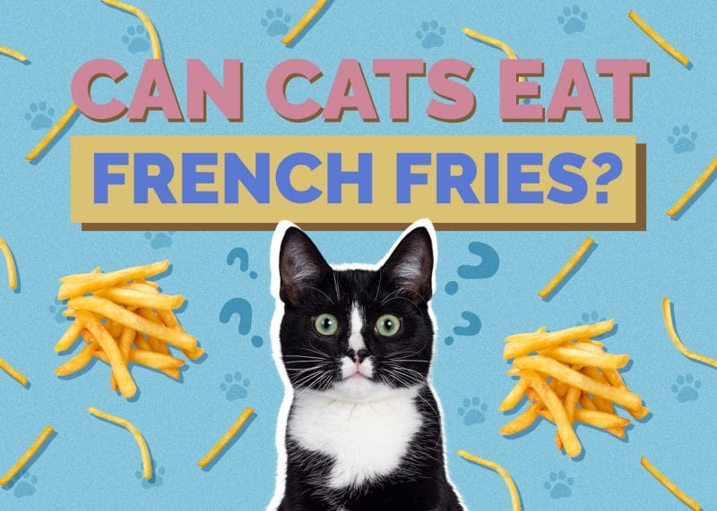 Can Cats Eat French Fries? A Comprehensive Guide to Feline Nutrition