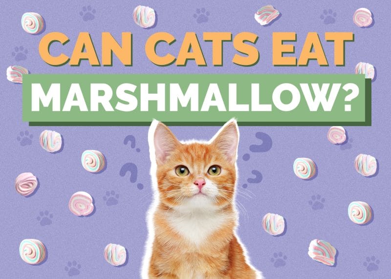 Can Cats Eat Marshmallows? The Sweet Truth Revealed