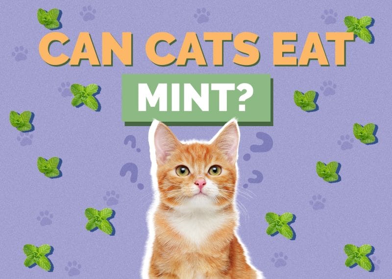 Can Cats Eat Mint? Exploring the Safety and Benefits of Mint for Feline Friends