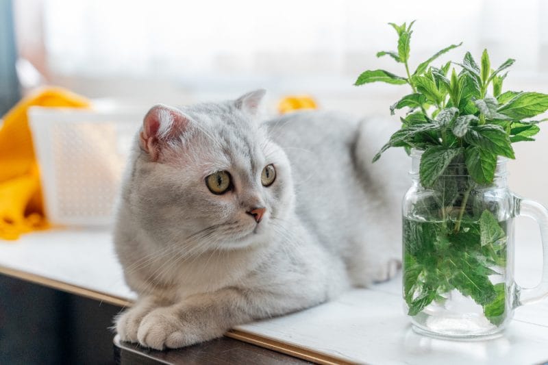 How Much Mint Can Cats Eat?