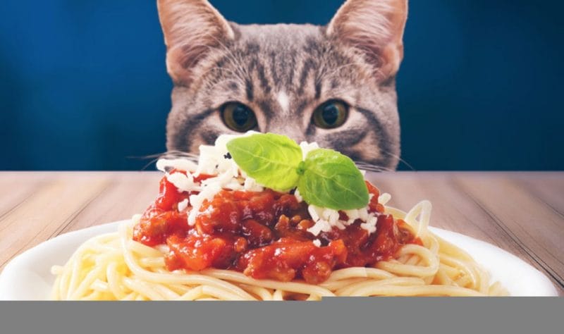 Can Cats Eat Noodles? A Comprehensive Guide to Feline Nutrition