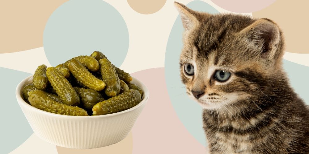 Can Cats Eat Pickles? A Vet’s Opinion on Why You Should Avoid This Sour Snack
