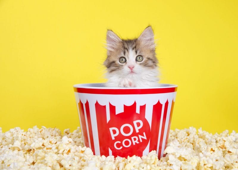 How Much Popcorn Can Cats Eat?