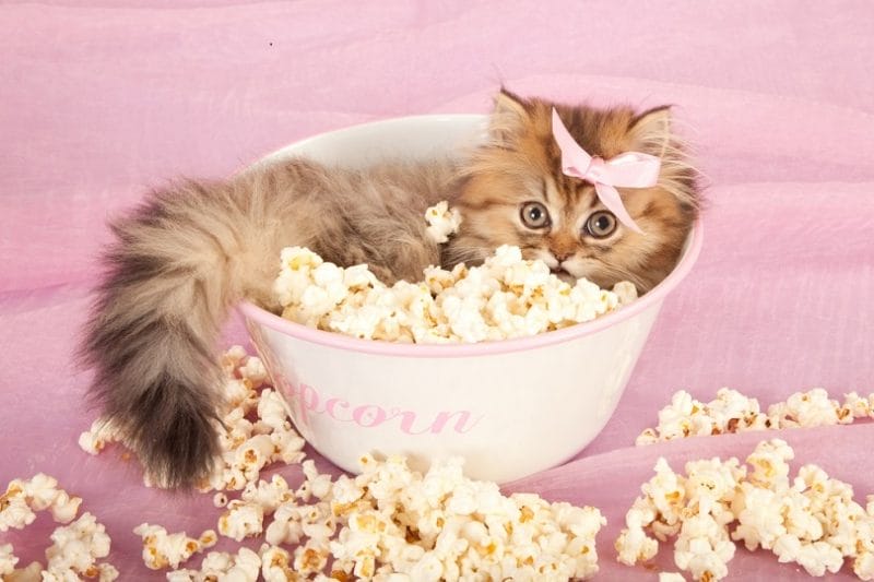 Benefits of Popcorn to Cats