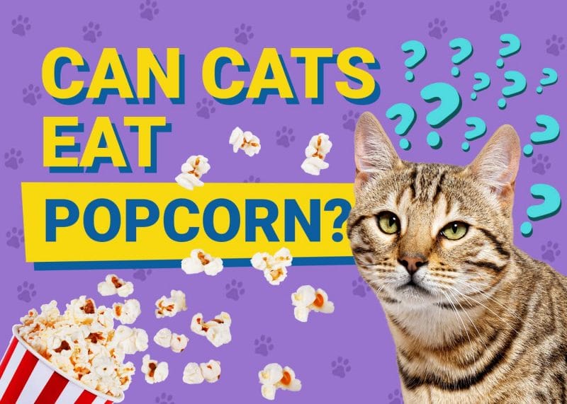 Can Cats Eat Popcorn? A Veterinarian's Analysis