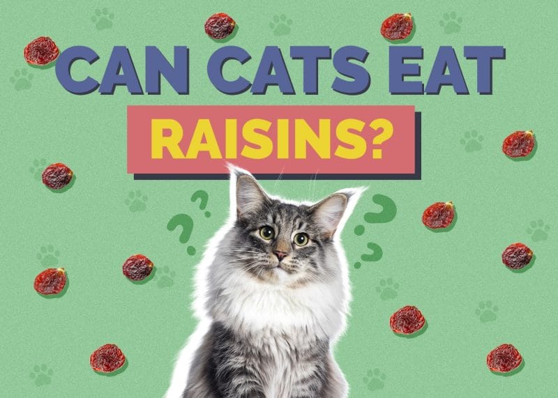 Can Cats Eat Raisins? Unveiling the Feline Diet Mystery