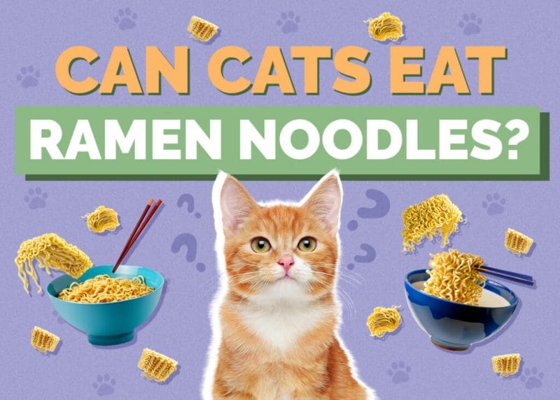 Can Cats Eat Ramen Noodles? A Comprehensive Guide to Feline Nutrition