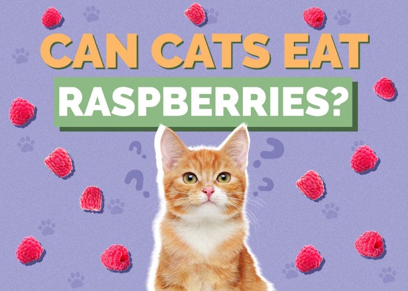 Can Cats Eat Raspberries? From a scientific perspective, yes, cats can technically eat raspberries, but it's not recommended as a regular part of their diet.