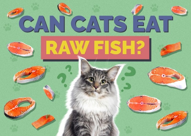 Can Cats Eat Raw Fish? A Comprehensive Guide