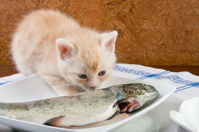 How to Feed Raw Fish to Cats?