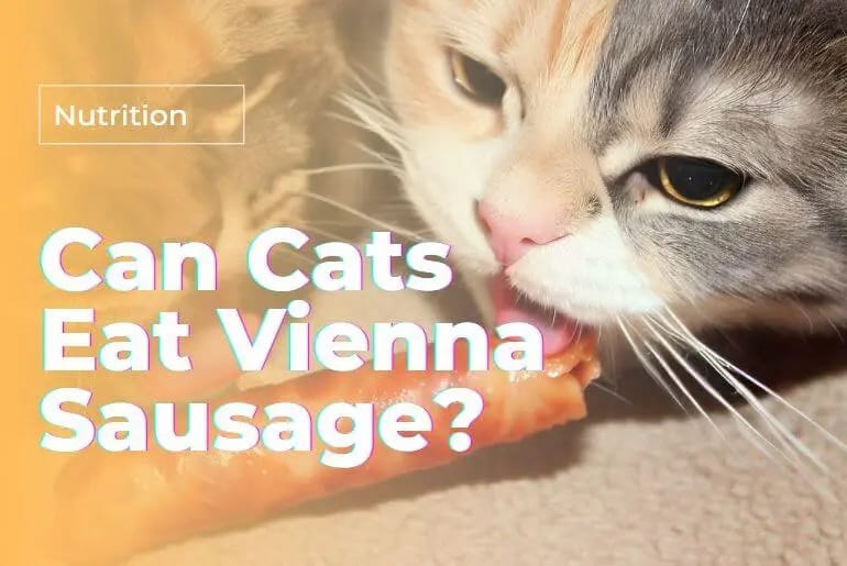Can Cats Eat Sausage? A Comprehensive Guide
