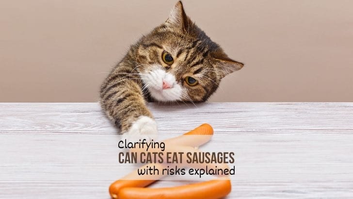 How to Feed Sausage to Cats?