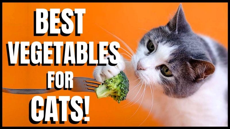 How to Feed Vegetables to Cats?
