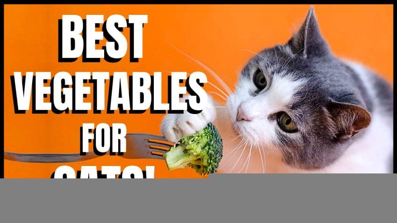 How to Feed Vegetables to Cats?