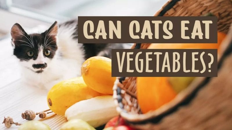 Can Cats Eat Vegetables? A Comprehensive Guide